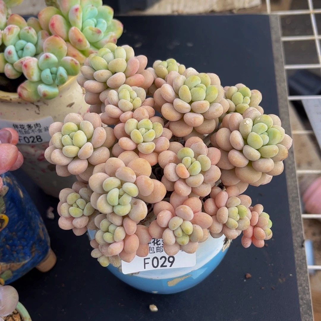 029-洛可可手捧多肉10cm