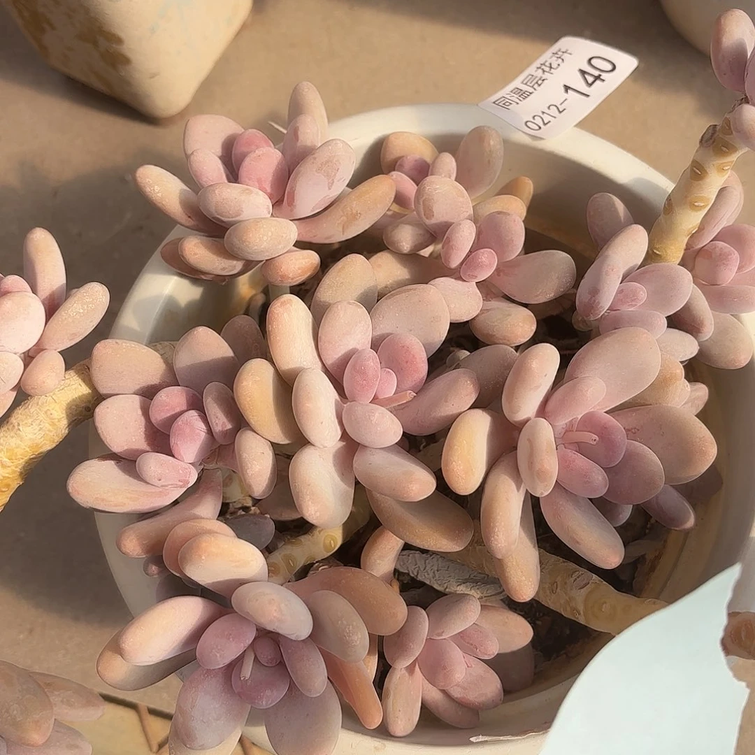 同温层多肉140桃美人