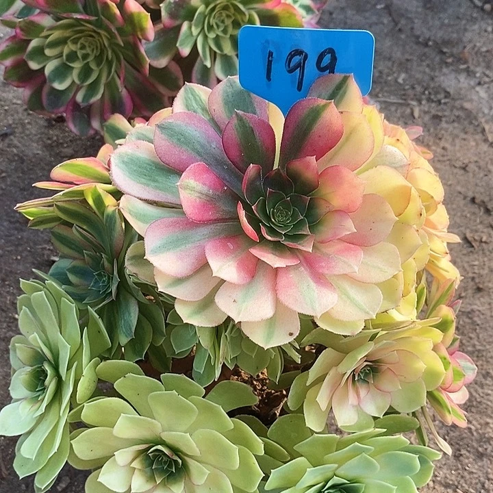 199一颗雨何法师多肉