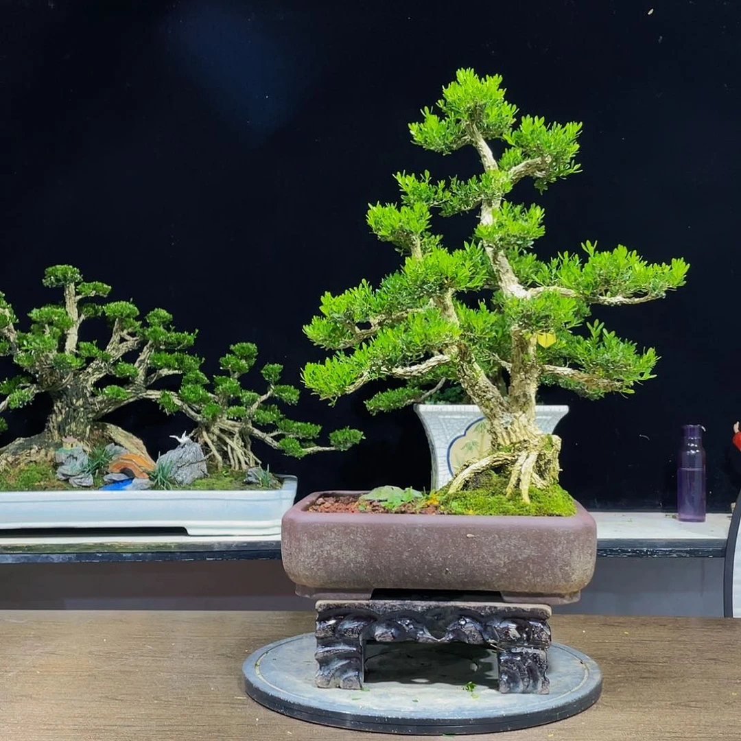 黄杨盆景四季常青