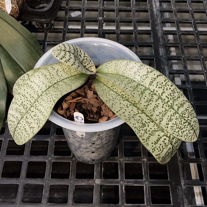 大部分花苞少量开放