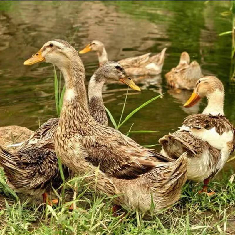 【拍一发三】现杀现发农家散养土鸭冷冻发货6斤左右去翅去掌去内脏