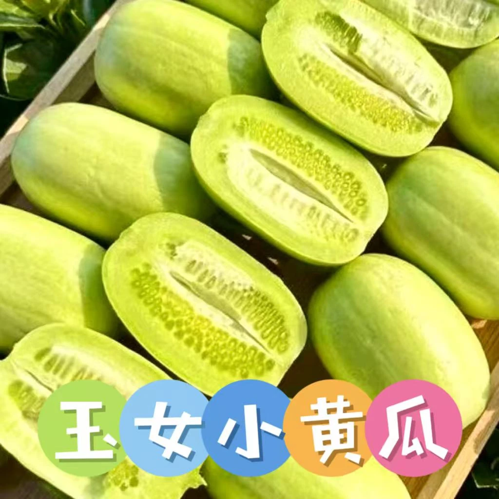 【京东包邮】精选山东玉女小黄瓜白玉青瓜迷你水果新鲜