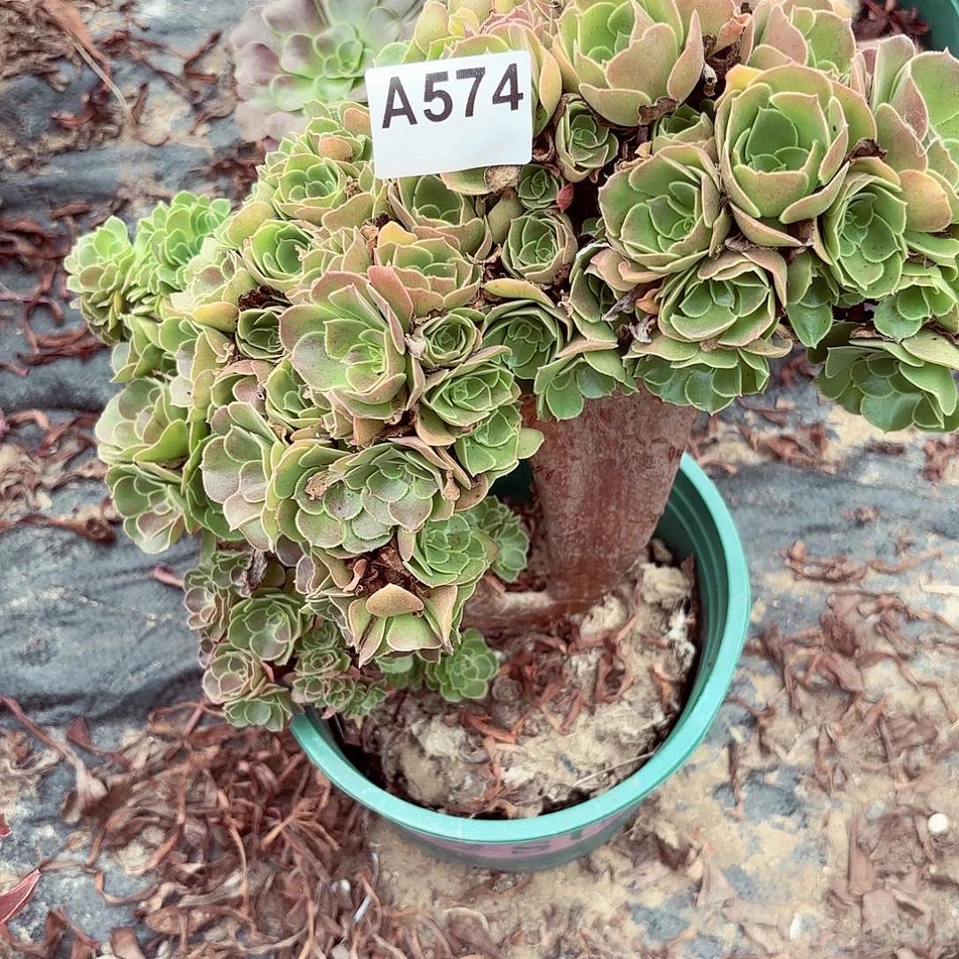 玫瑰朵朵1-4偏远不包邮