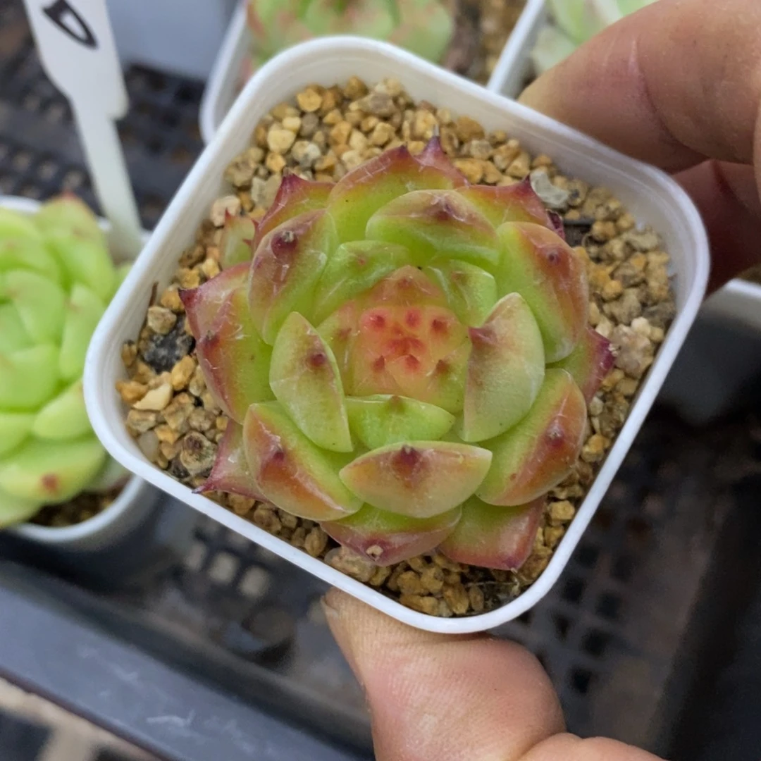 精品多肉一物一拍不包整148