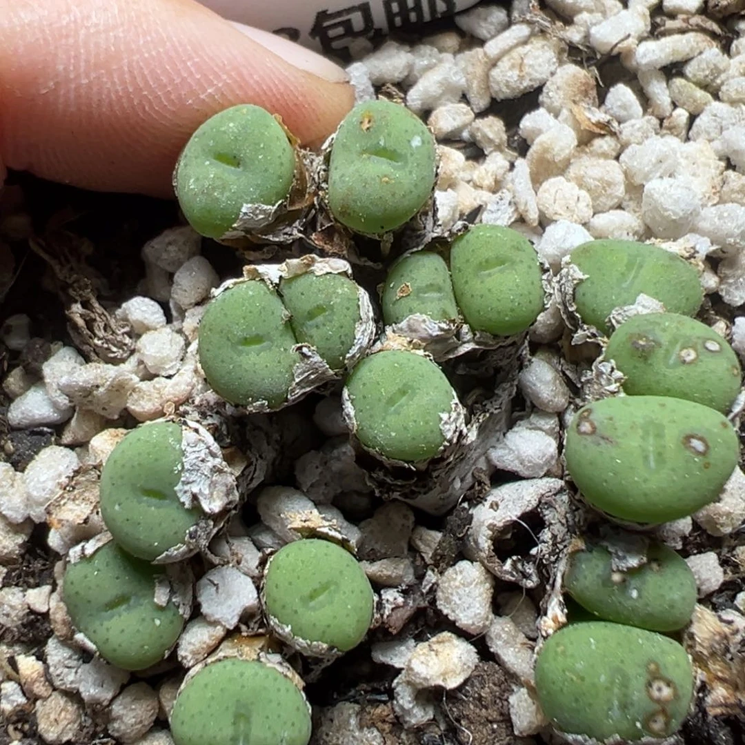 【闪购商品】1003……