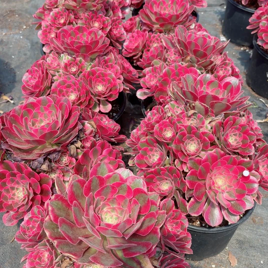 220粉女巫捧花多肉法师量拍一颗