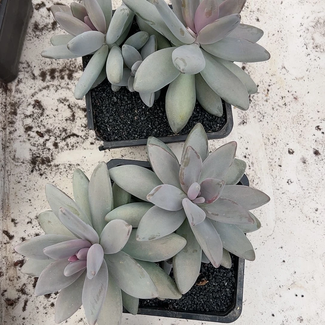 【闪购商品】企鹅大群量拍