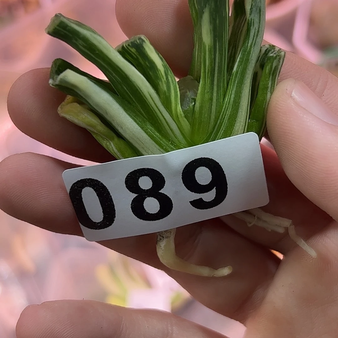 红红火火恍恍惚惚