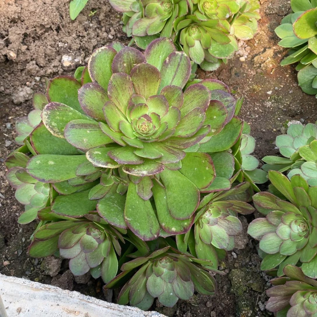 花月夜多肉法师断枝不包量