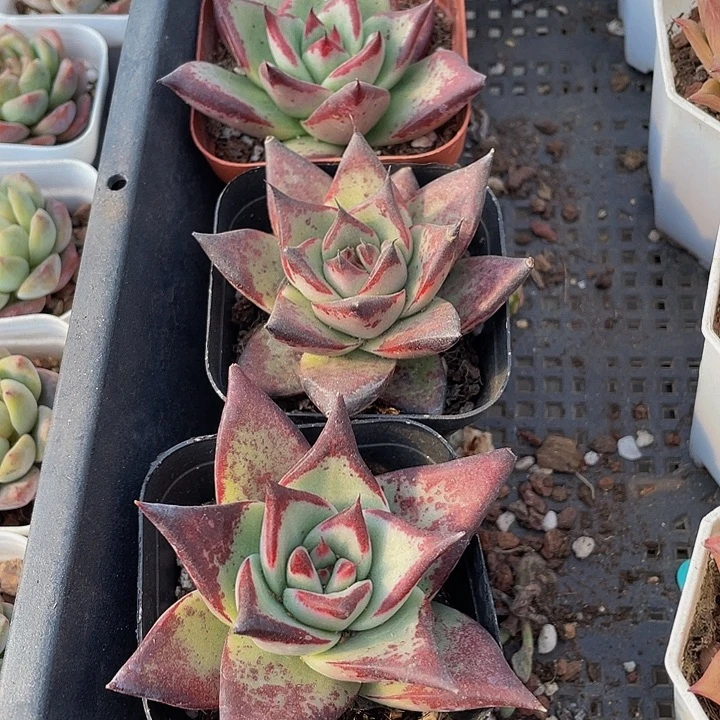 大乌木带盆土发货