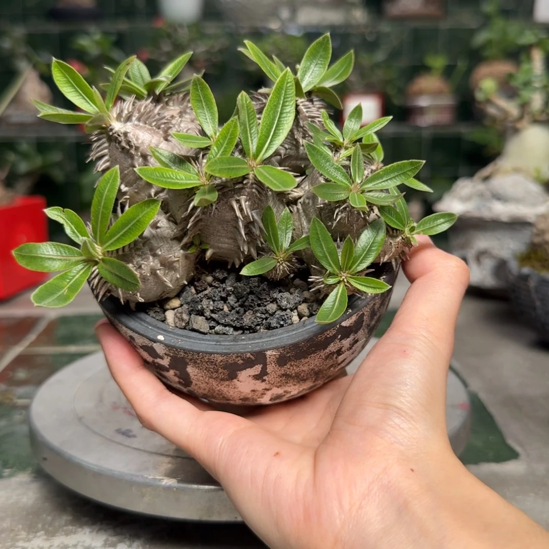 海***子当前无花朵，栽培后可花朵多头惠比大黑 一物一拍