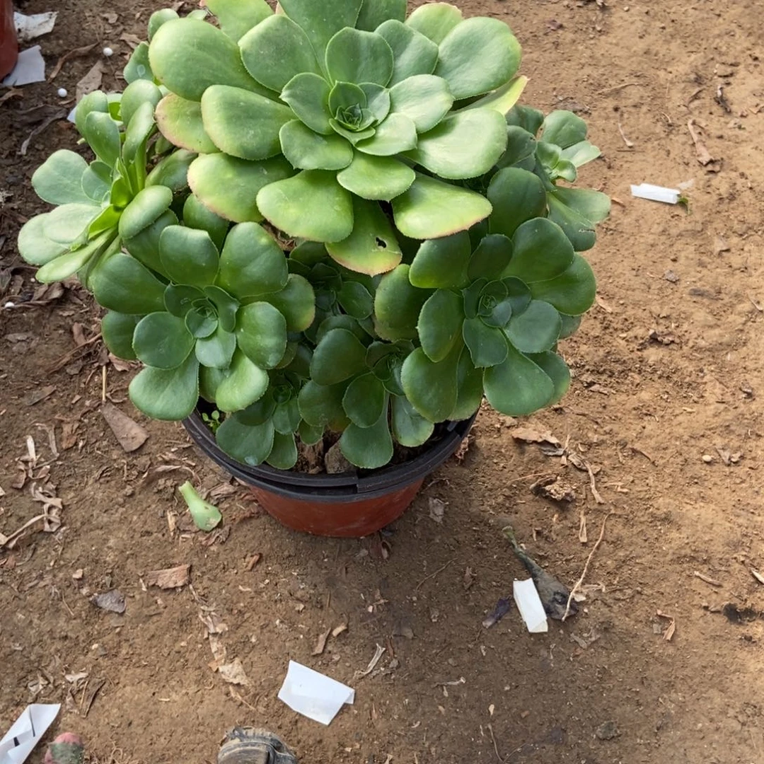 无花朵21号链接八尺镜法师