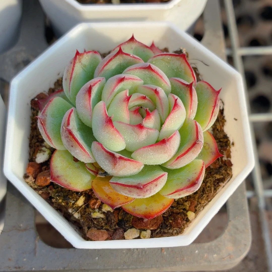 勾魂仙子多肉9.9包邮发货