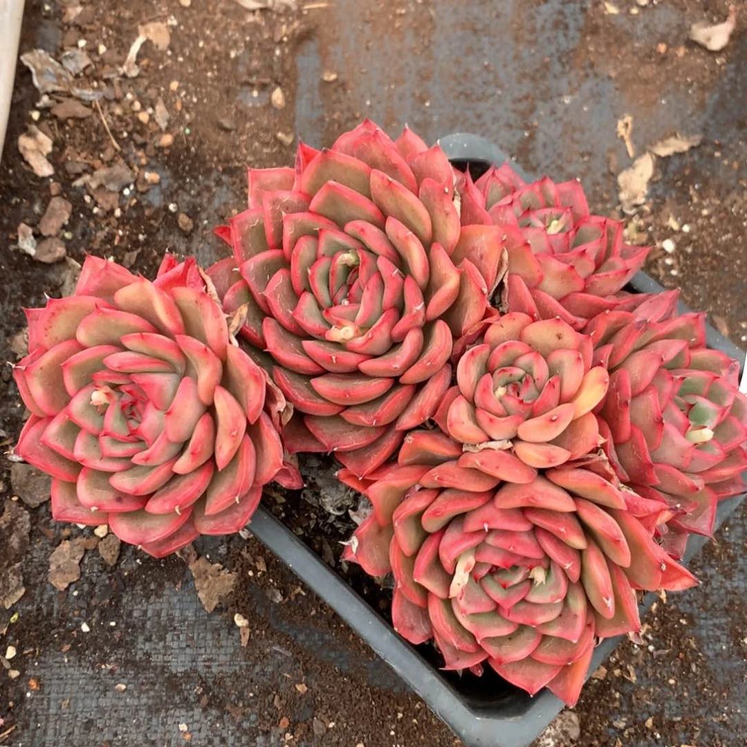 4545杂交多肉植物