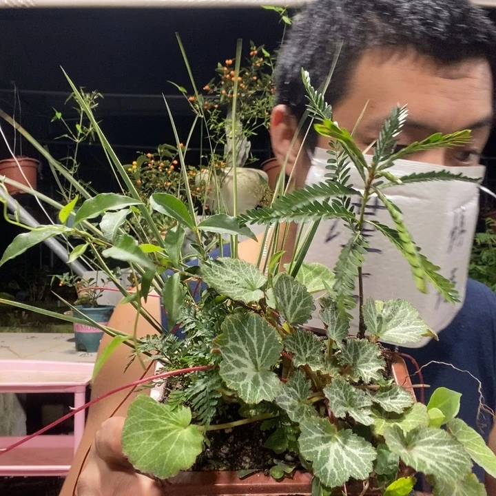 可***人以实际为准盆景绿植盆栽58