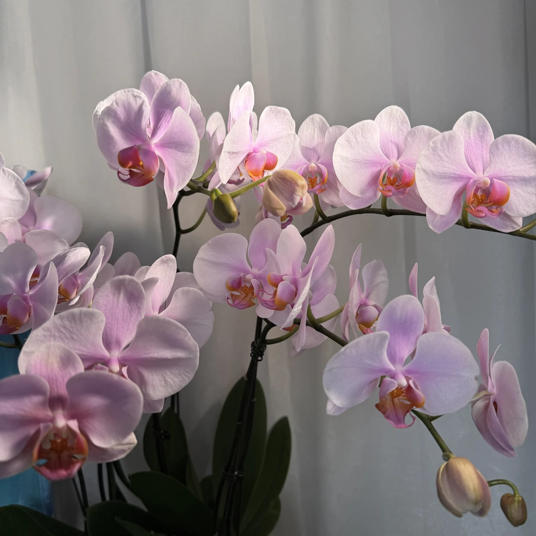 【棕伦粉】蝴蝶兰盆景