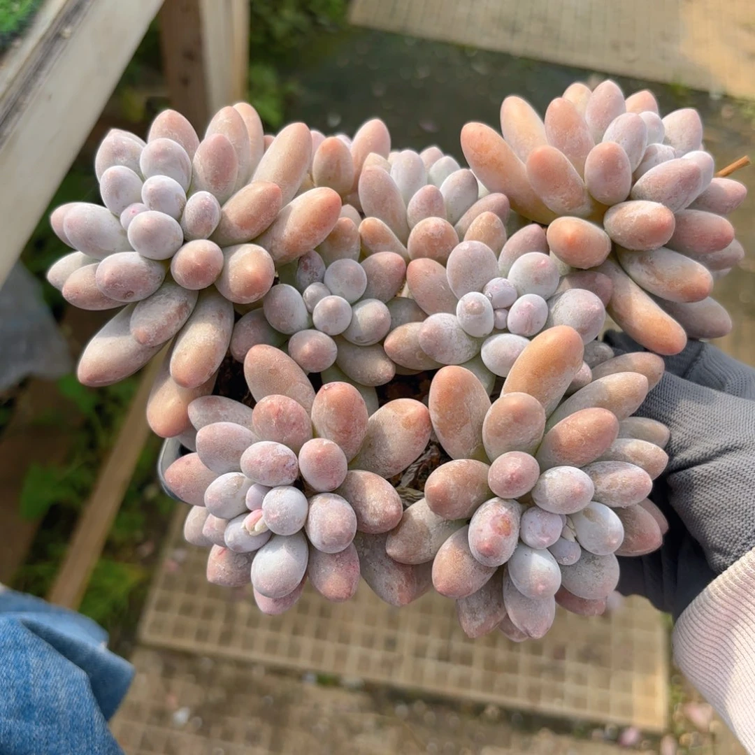 汤圆88888888888888888