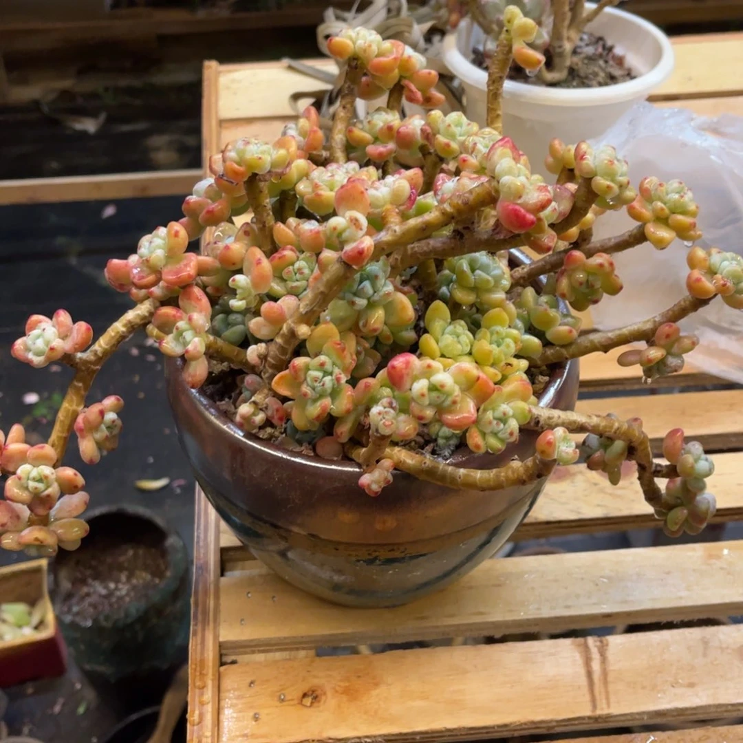 七*73767686465655656