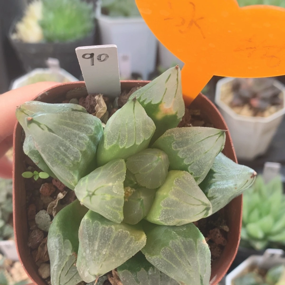 90号  冰城   一物一拍