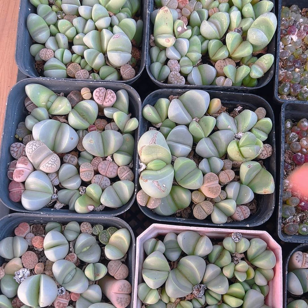 金玲玉玉露多肉多肉多肉一颗