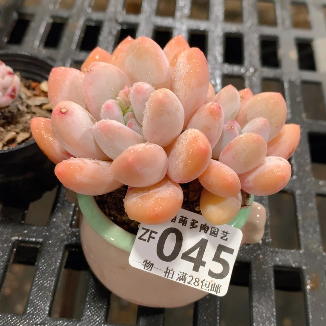 肉萌萌拇指盆精控多肉ZF045