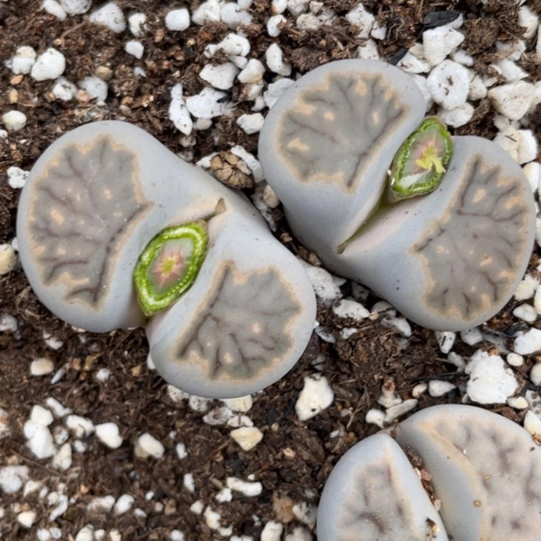 非偏远满20包邮618