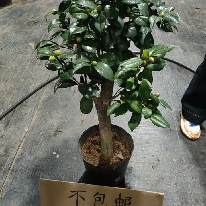 全部花苞四品混接不包邮