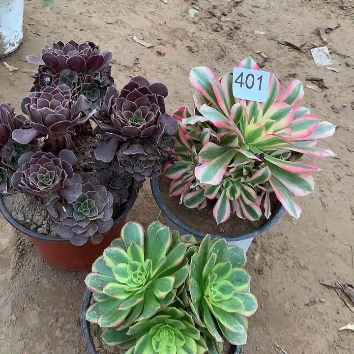 无花朵401三颗DVD肉南