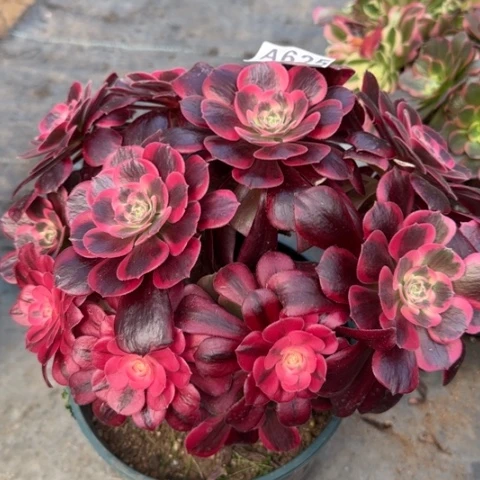 625凤冠25厘米左右