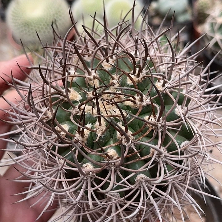837逆豹仙人球植物