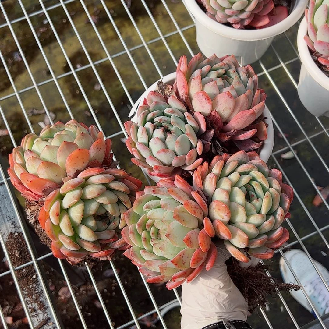 全明星双头老桩三盆