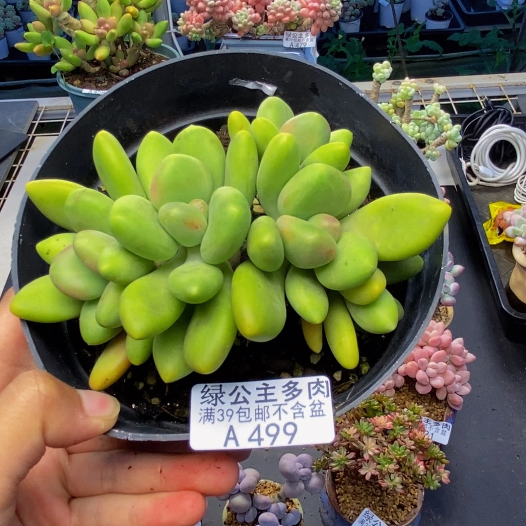 499芒果奶多肉11c m