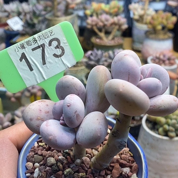 大叶奶173号的啊啊啊多肉啊啊啊