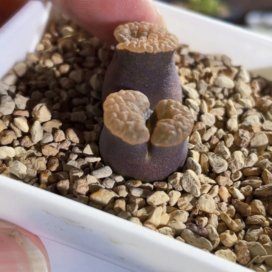 磁铁大厚窗风铃植物一物一拍