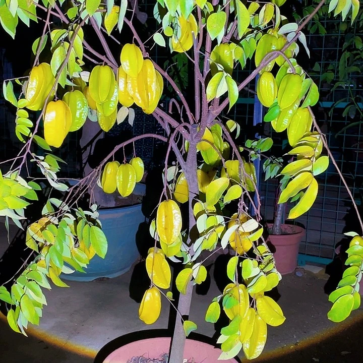 谢***发完全开放果树8888