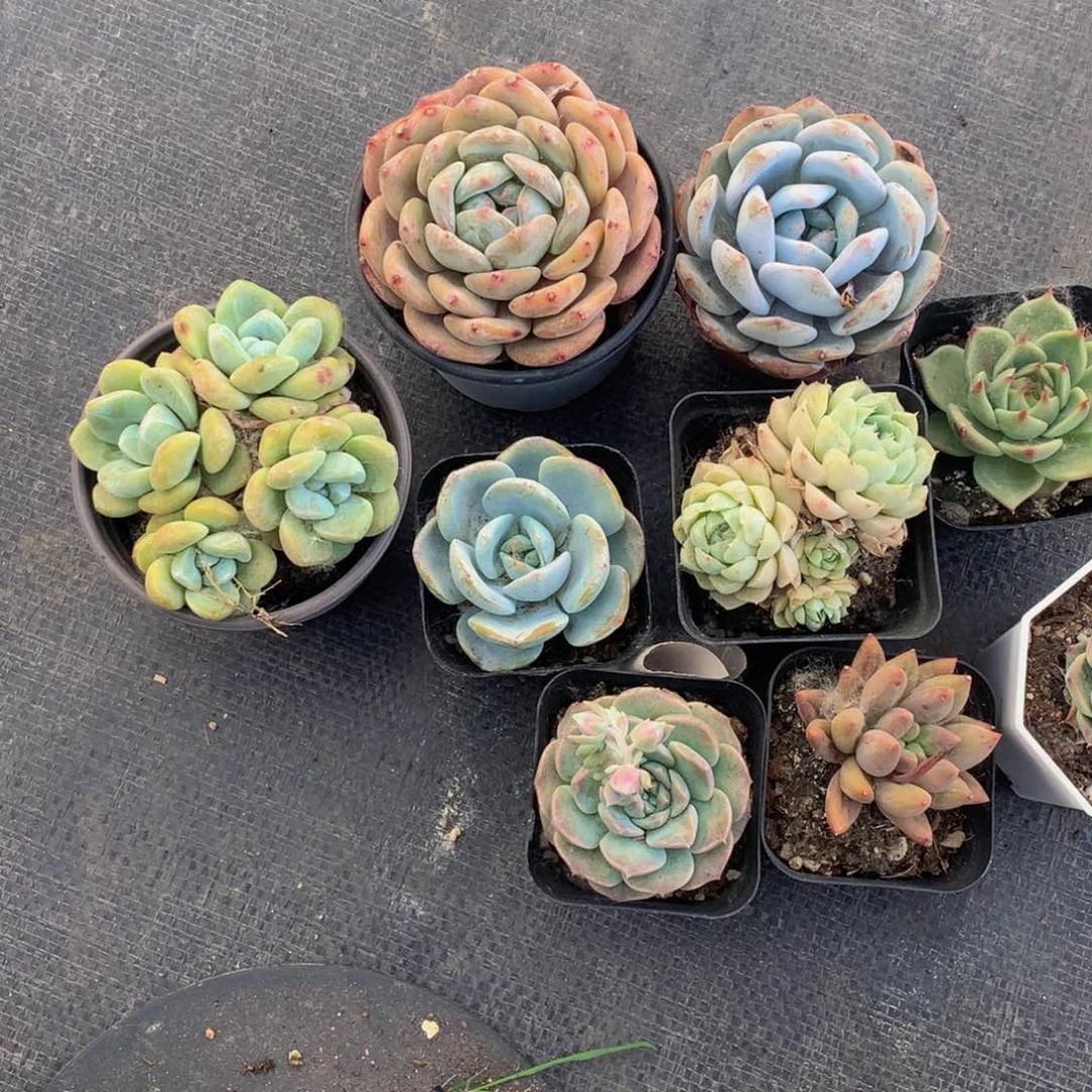 老桩特价  有伤 （不满9.99包邮）