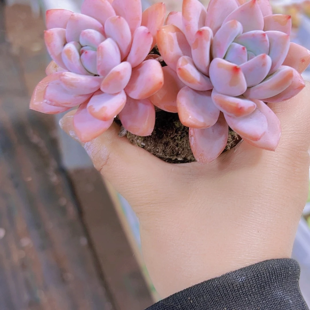 大老桩星星雪双头19包邮