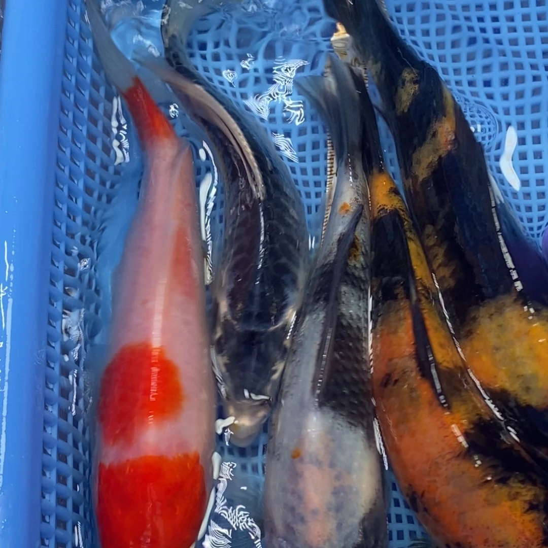 锦鲤冷水锦鲤包邮