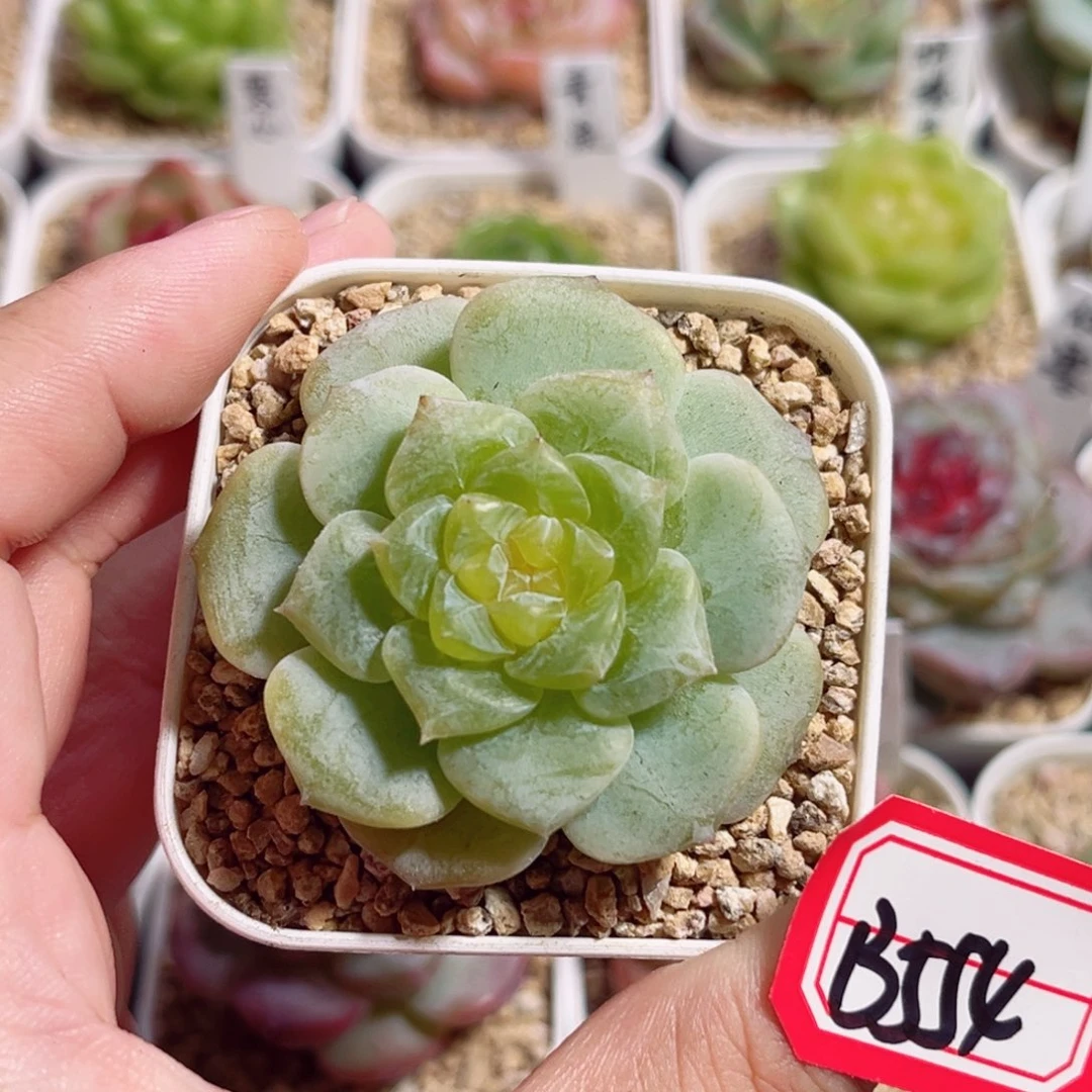 B554 一物一拍 无名