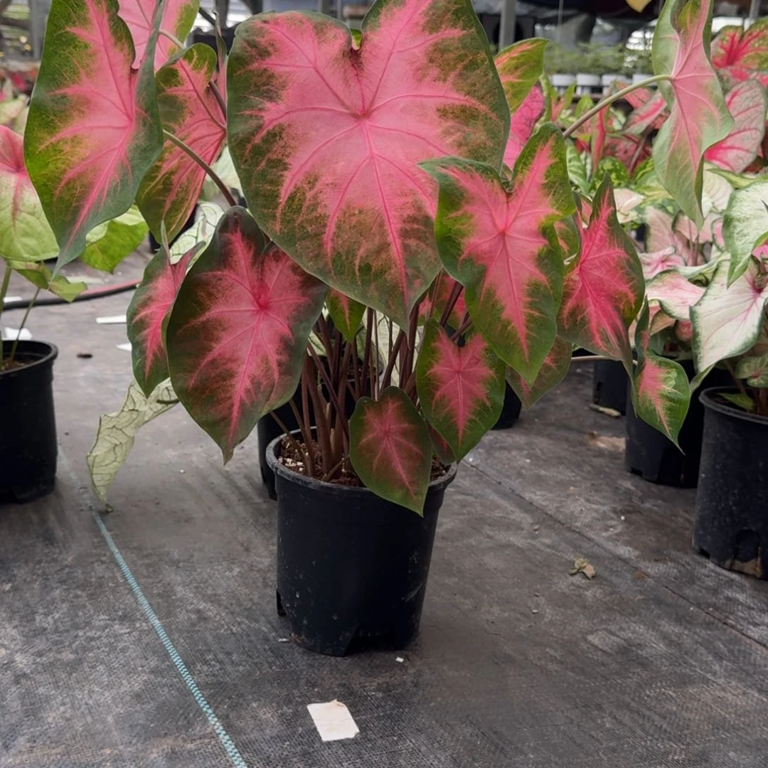 无花朵凯瑟琳078彩