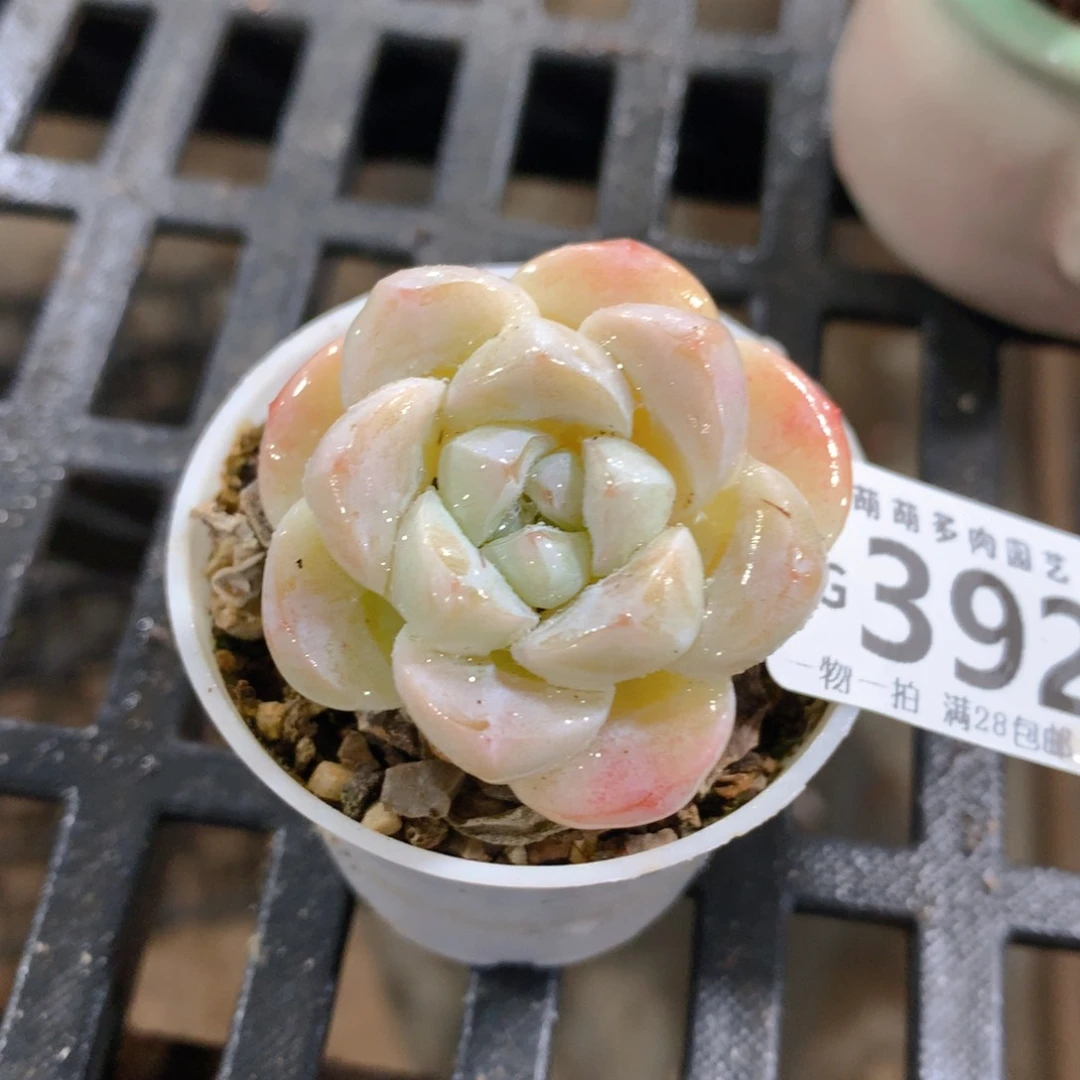 肉萌萌拇指盆精控多肉ZG392