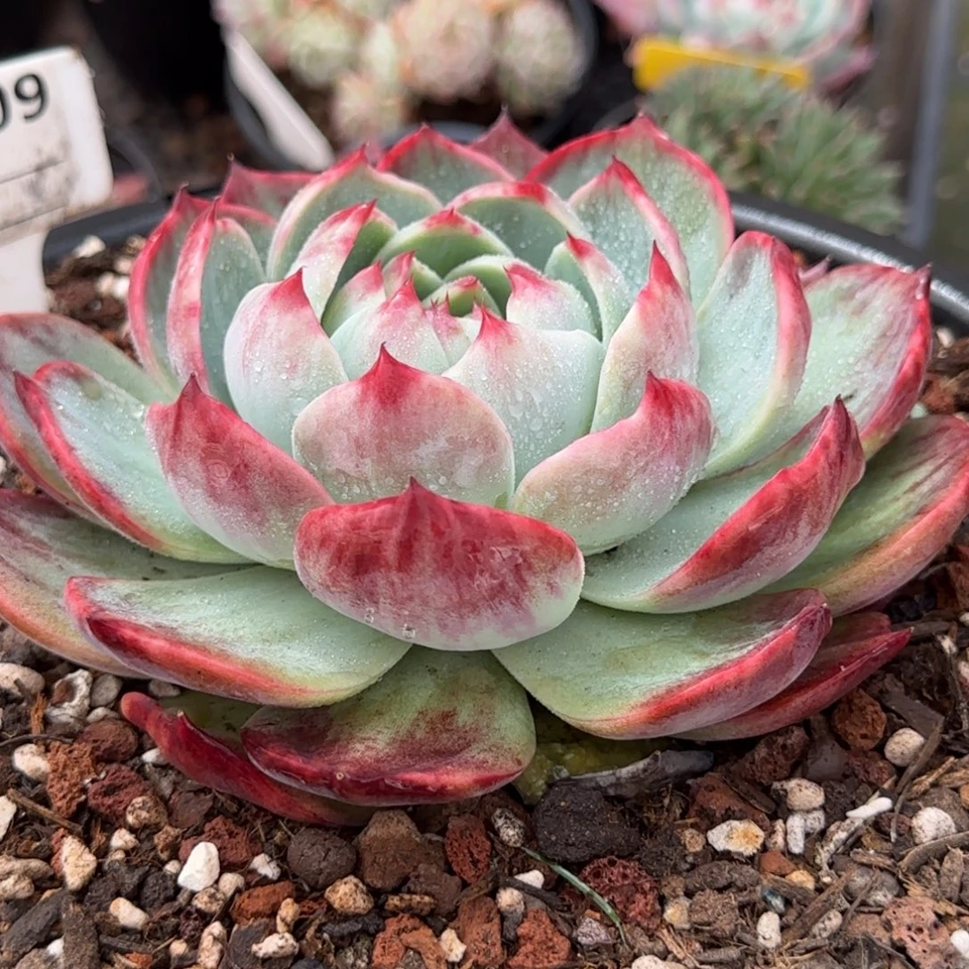 花脸惊鸿一物一拍包装收缩花旱909