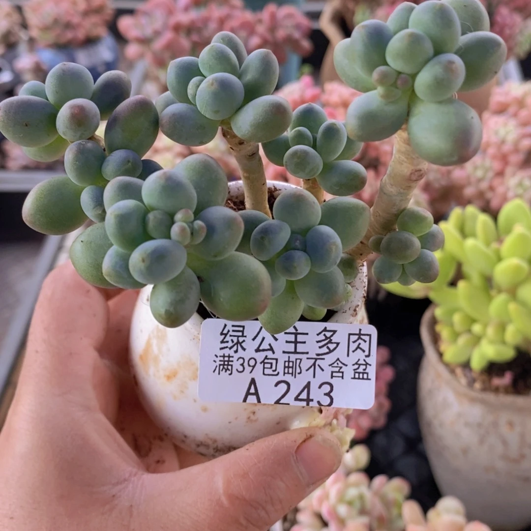 苹果奶8cm243多肉植物