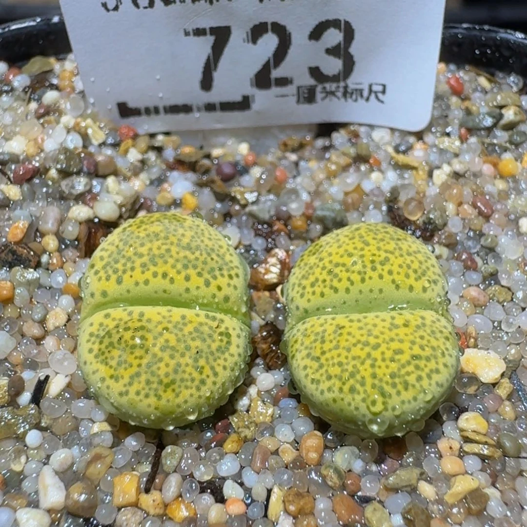 Ssss精品生石花723