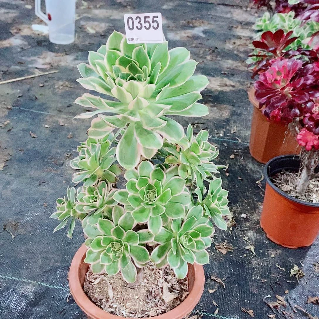 绿玫瑰355多肉1111