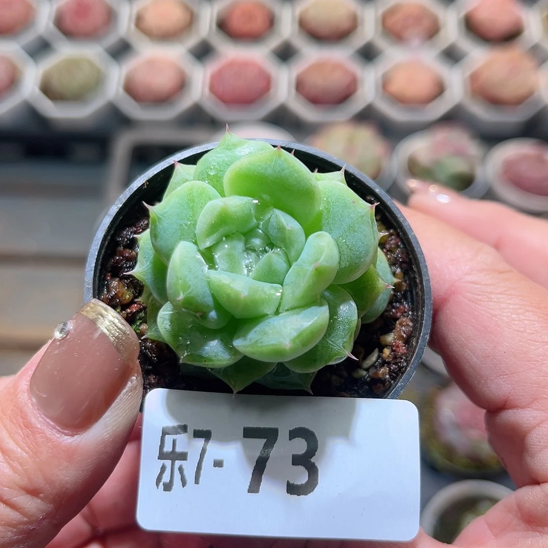 乐7-73 珍妮单头