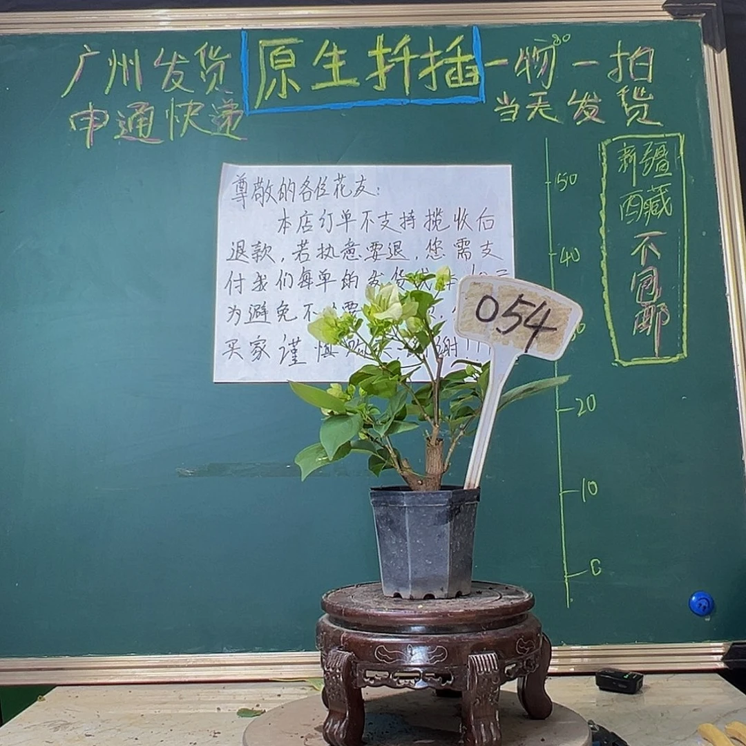 当前无花栽培后可以开花绿樱 大宝054