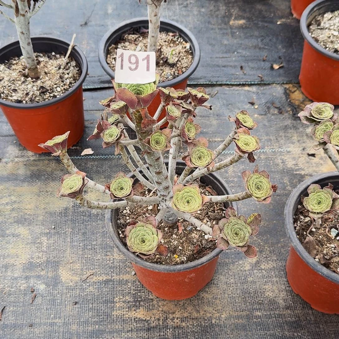 191灰法师多肉植物