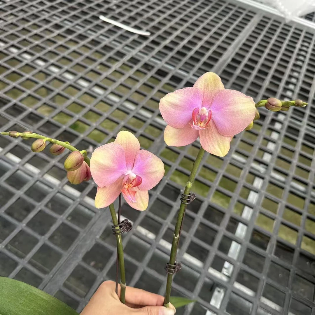 【梵高A8】粉黄渐变蝴蝶兰.3.0寸杯.源头基地直发.送礼年花